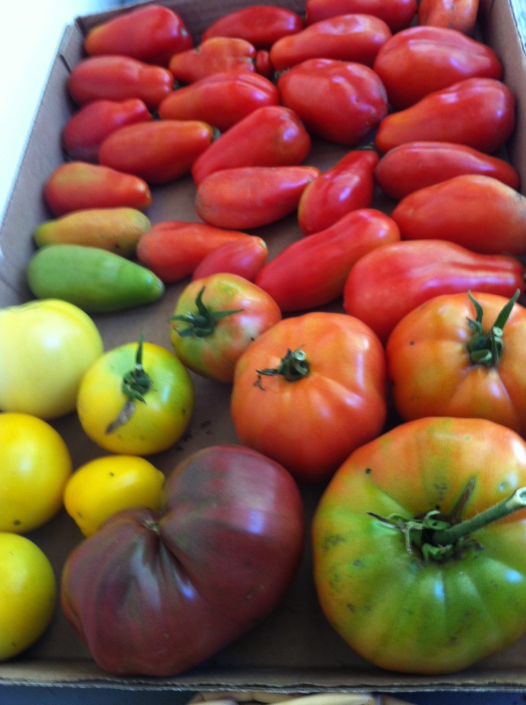 a few lovely tomatoes