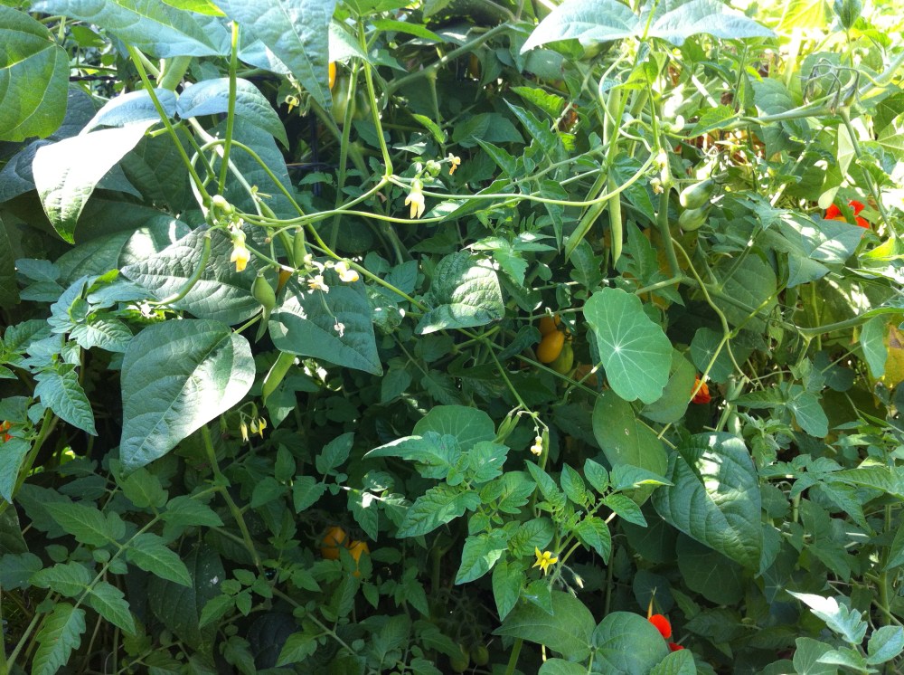 exquisite jumble of the garden