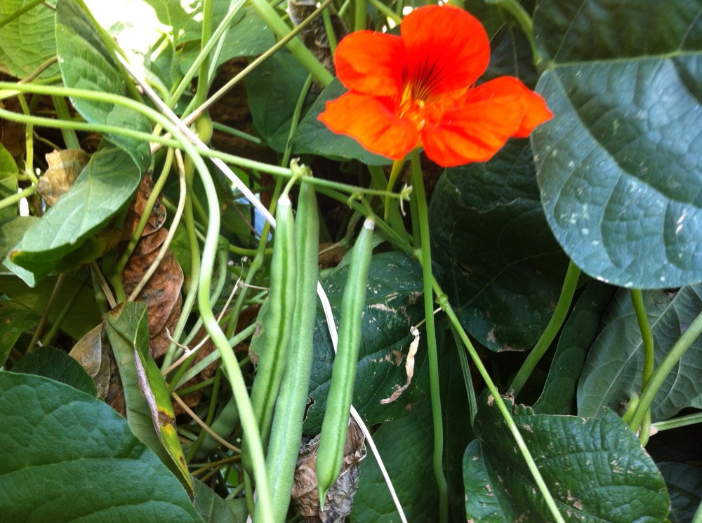 beautiful "Blue Lake" green beans and nasturtium flower