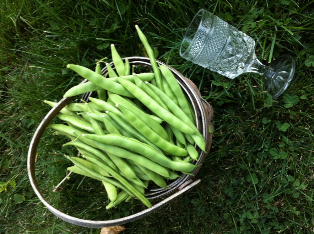 bean picking with a glass of hard cider!