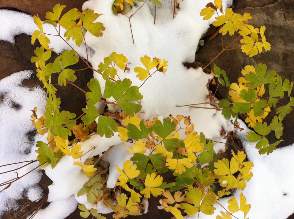golden green columbine
