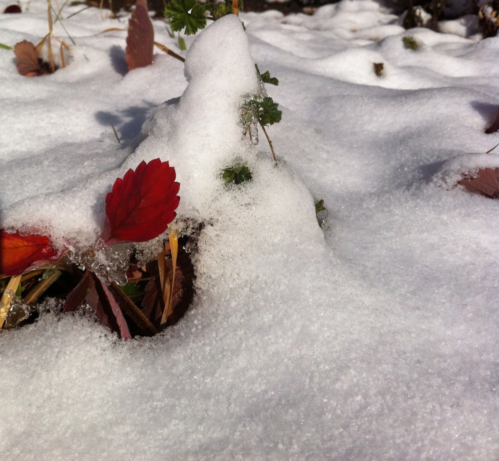 strawberry plants from beneath the snow