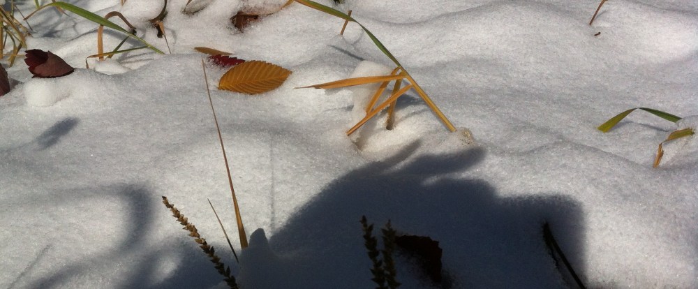 the garden this morning