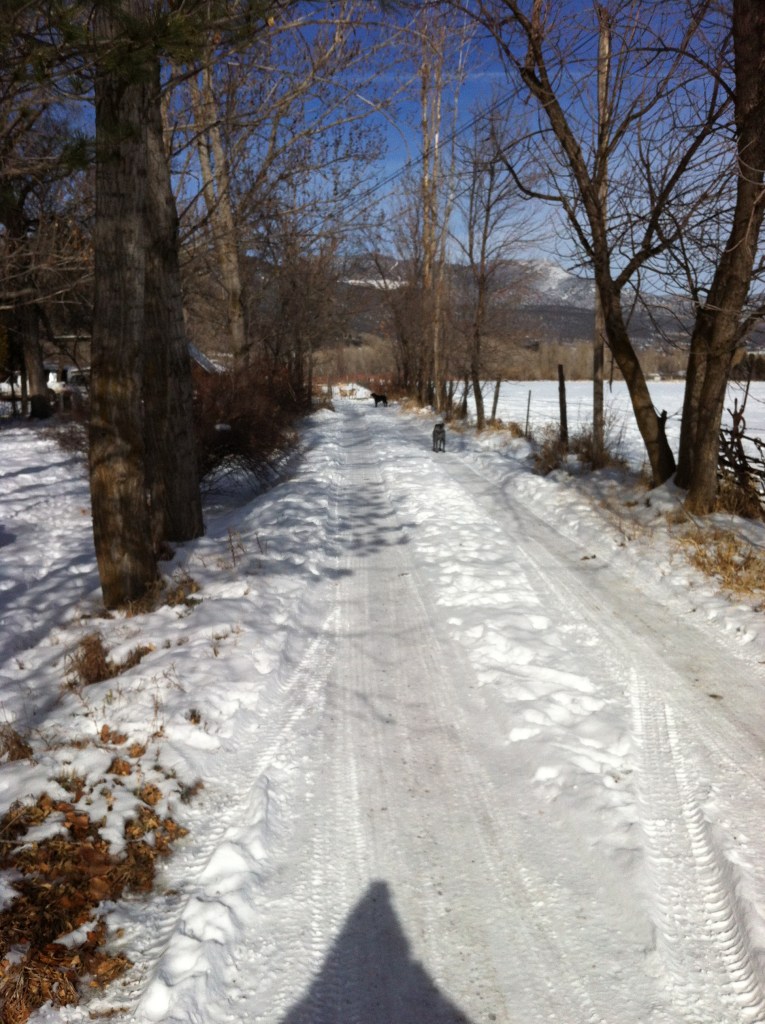 the driveway to the farm, watch pups in position and the goats straight ahead