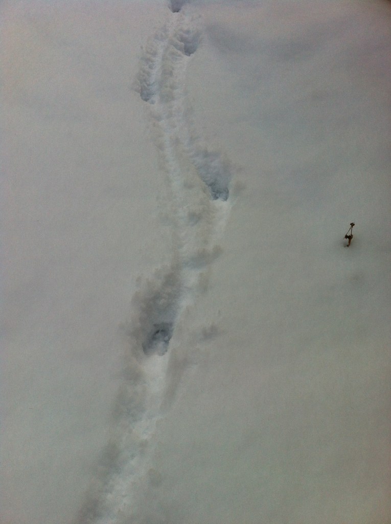 surprise tracks at my back door!