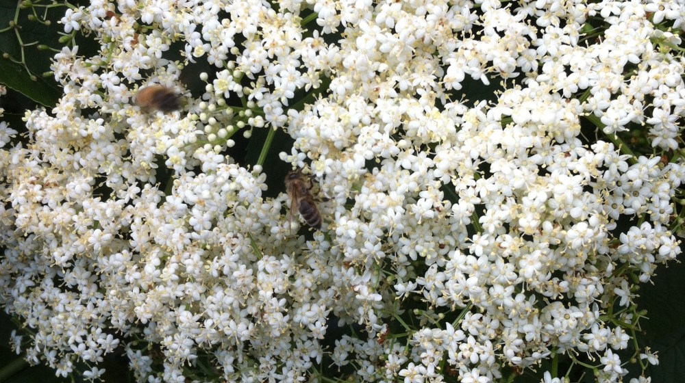 this must be bee heaven