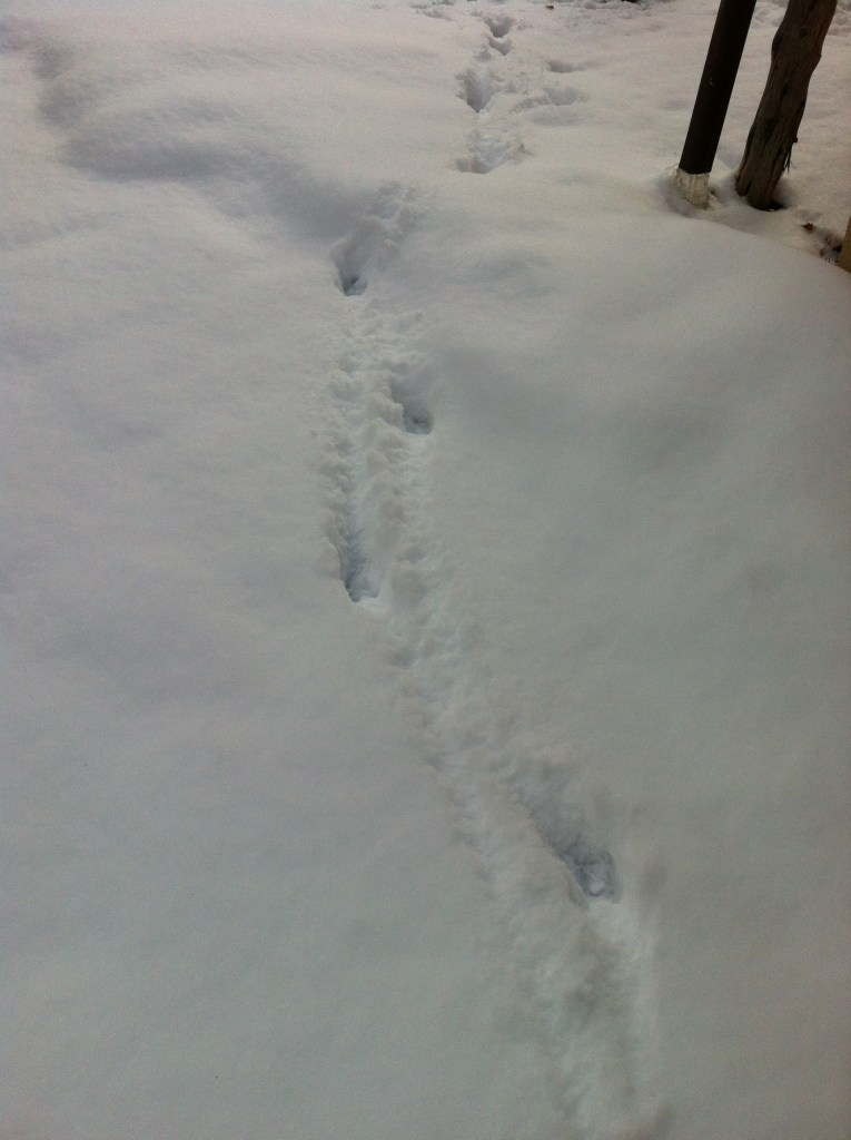 the delicate trails of deer through snowflight