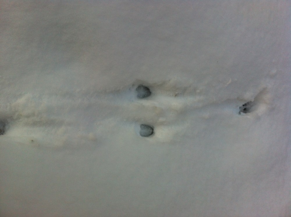 surprise tracks at my back door