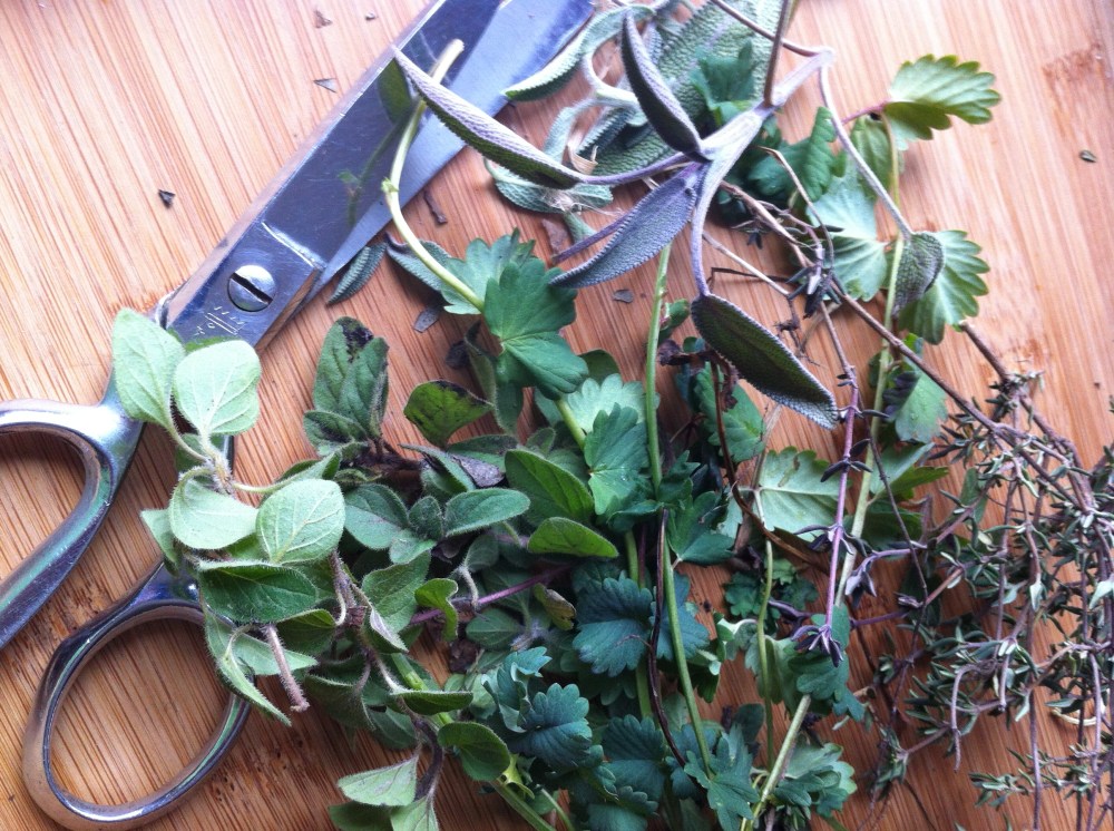 sweet find under the leaves: oregano, thyme, sage and burnet