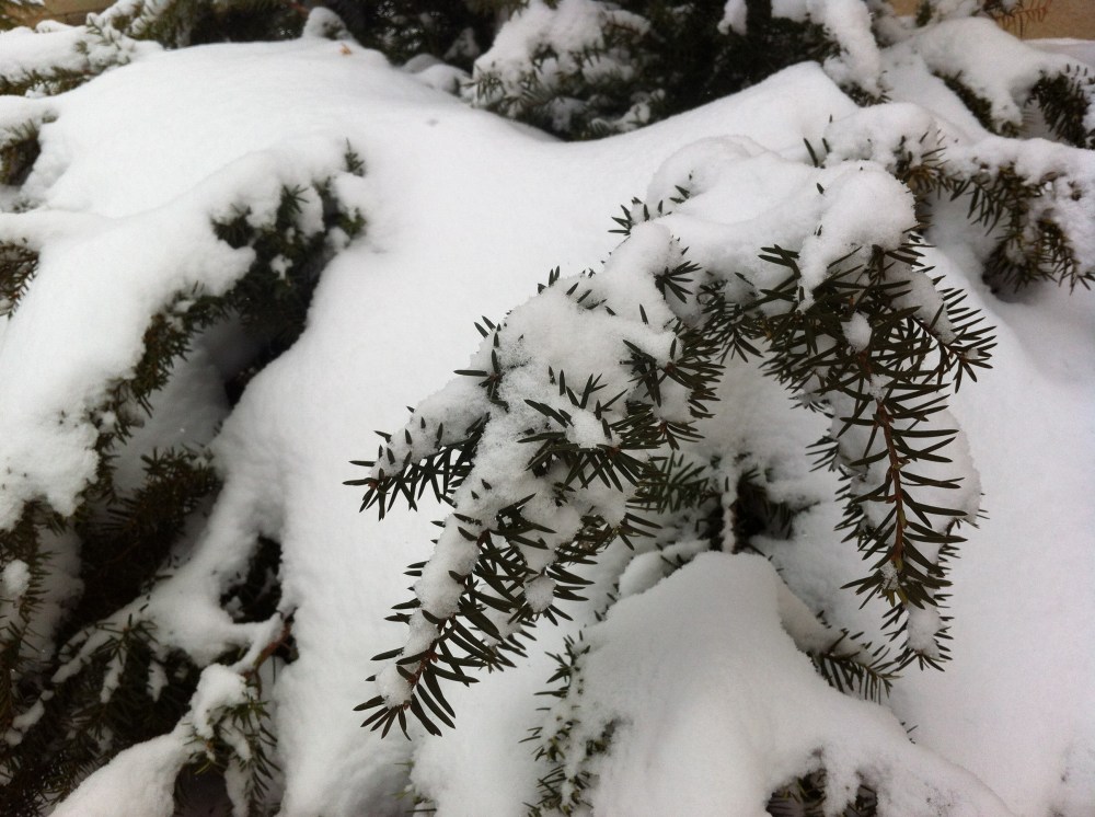 snow on the yew