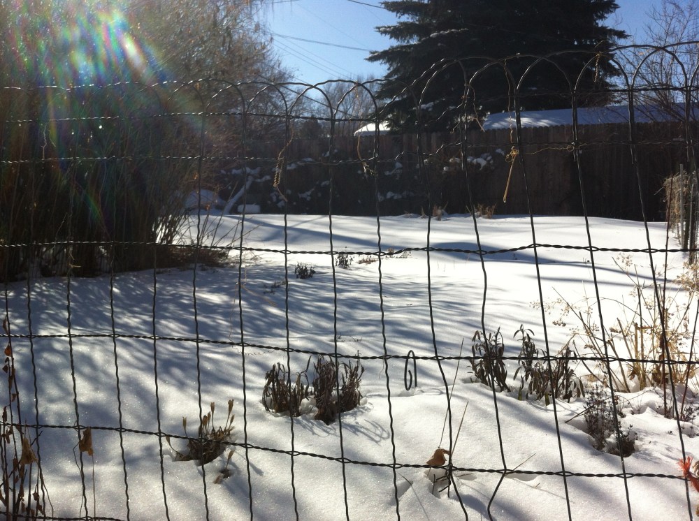 magic morning in the garden