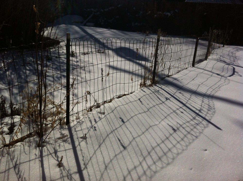 shadows of the garden fence rippling in the sun