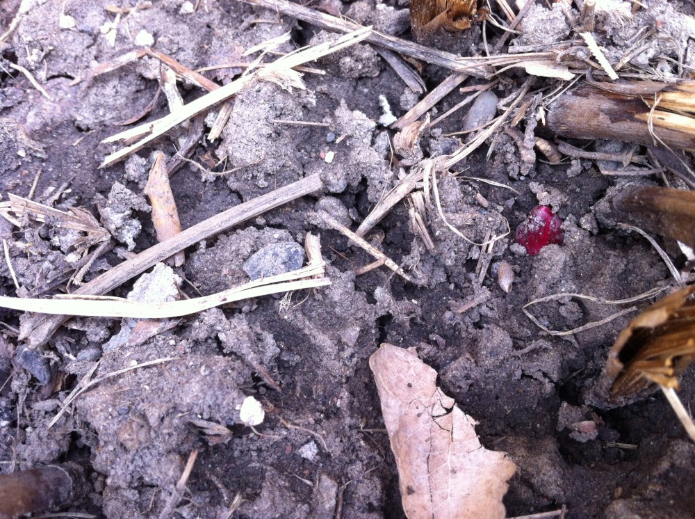 the roots of peony stirring into growth
