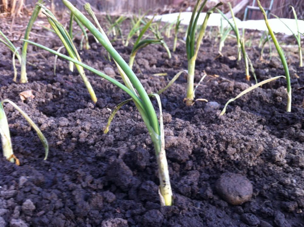 "Candy" onions (so good you can peel them and take a bite - says Dan at Paonia Farm and Home