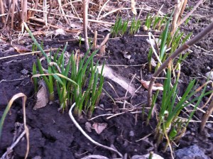 clusters of volunteer garlic