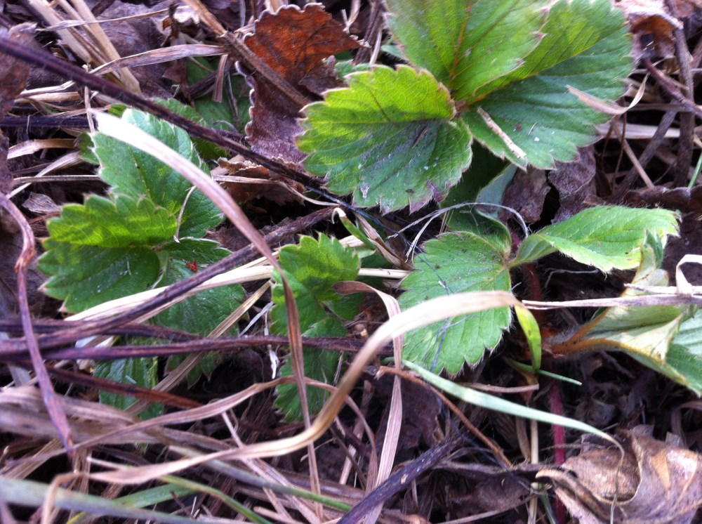 eyes aimed close to the ground