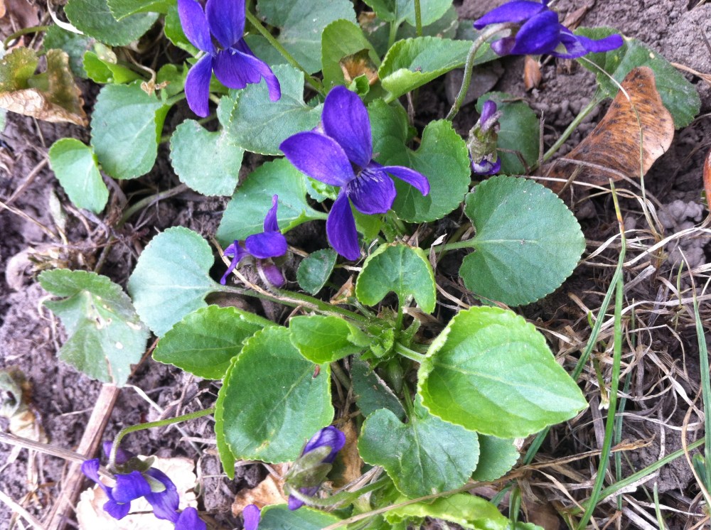 violets blooming everywhere!