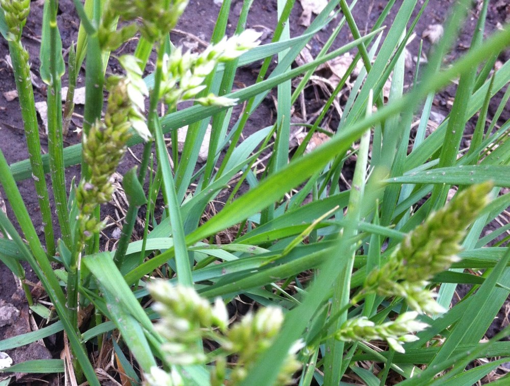 sweet grass seeding out