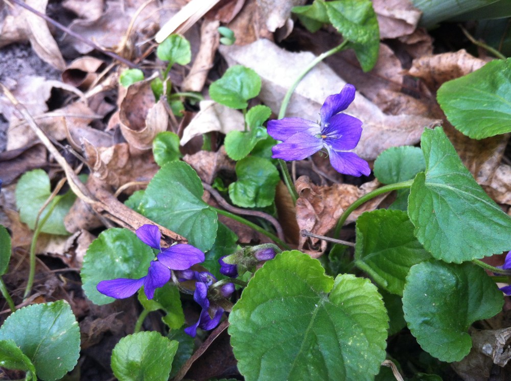 violets...lovely violets
