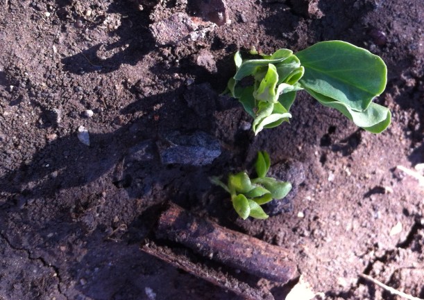 the first pea shoots