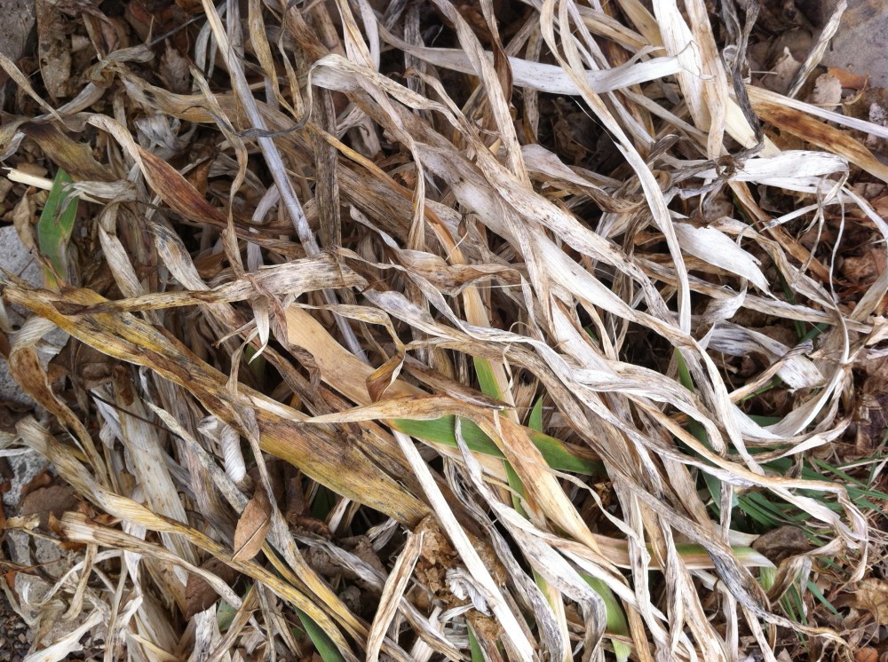 textures of last year's iris leaves