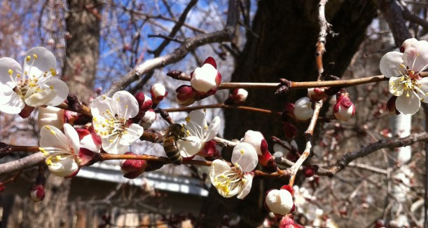 welcoming the bees ... and apricot blossoms