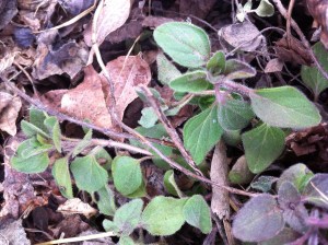 oregano in the garden