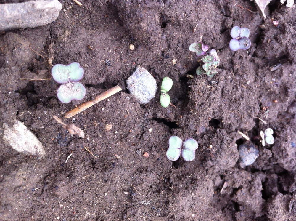 this season's kale breaking ground