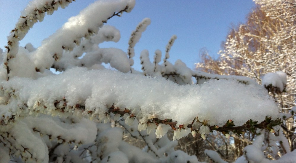 early cherry blossoms beneath the snow