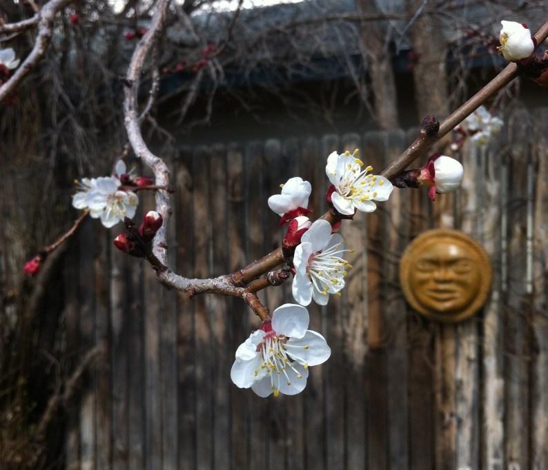 Spring through the eyes of a bee