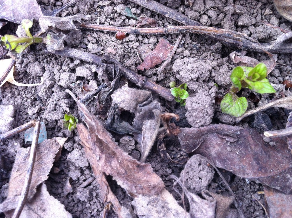 mint, hearing the call of spring