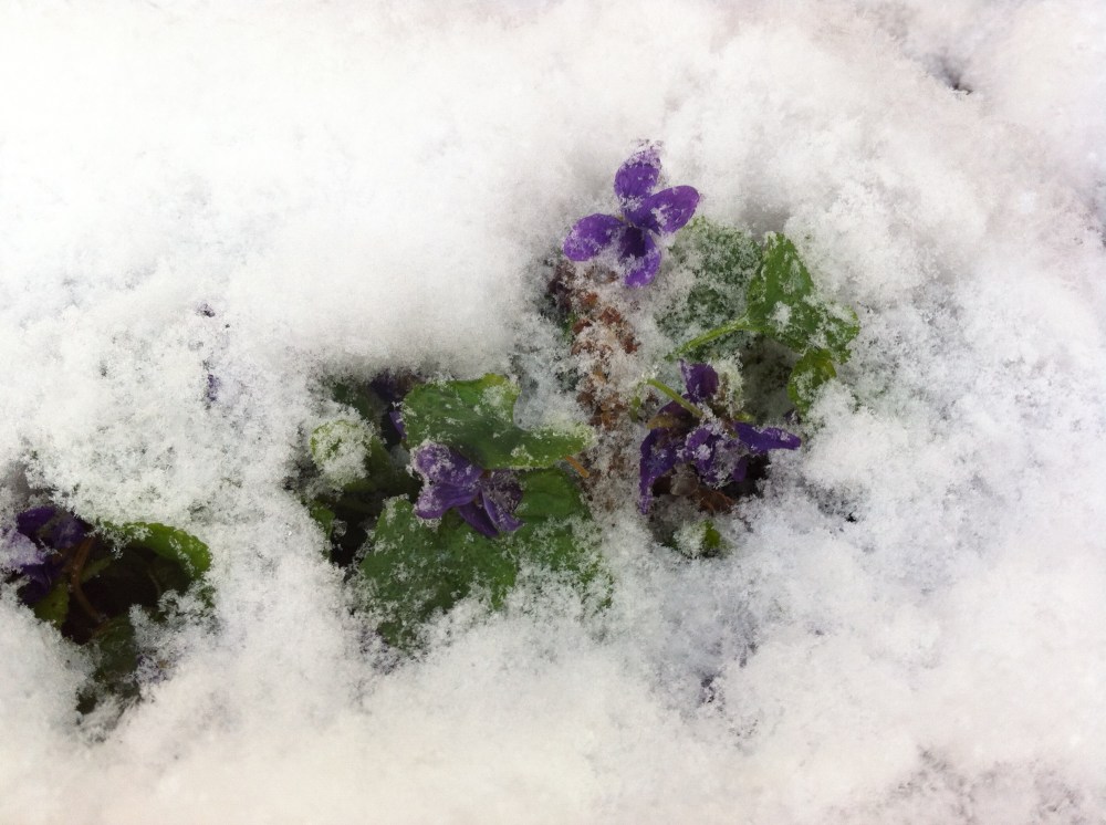 "sugared" with snow - spring violets