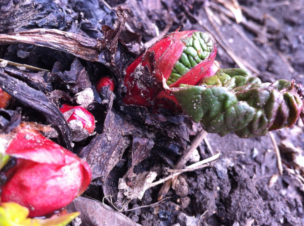 the fascinating start to rhubarb season