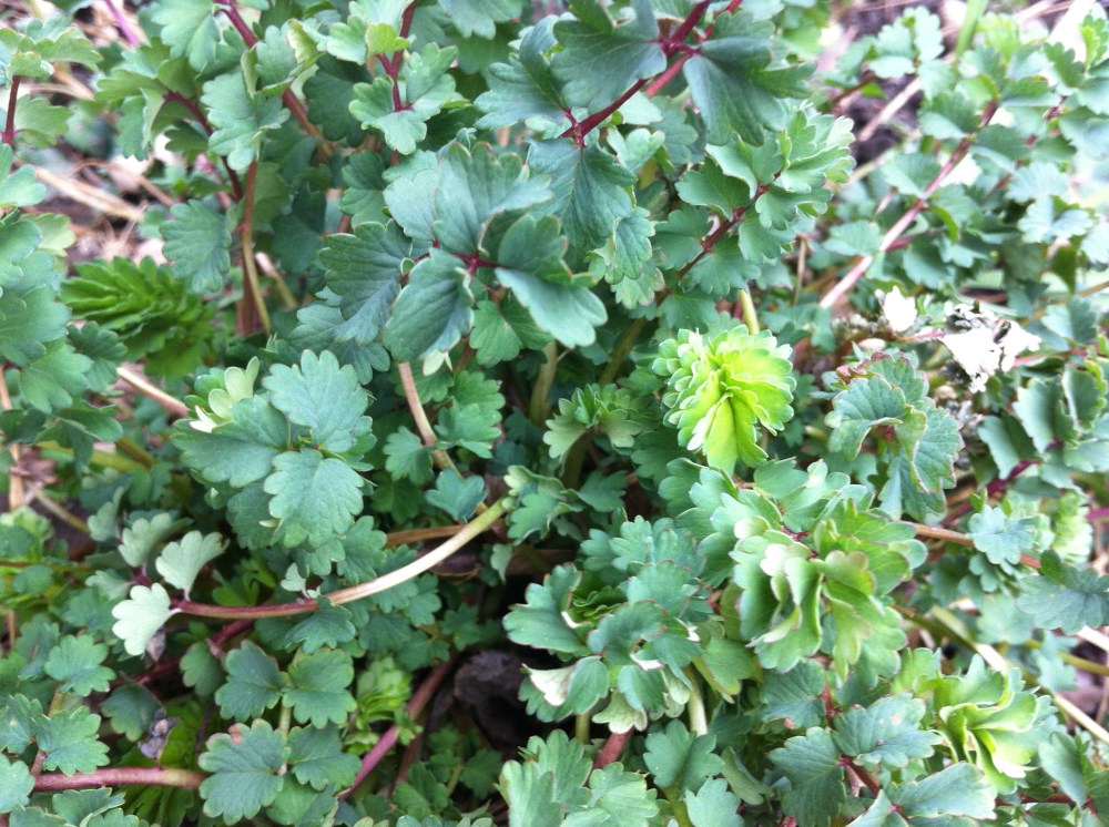 burnet, glowing through the gray sky