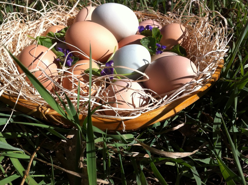 fresh eggs from friends - the sweet life in Paonia, Colorado