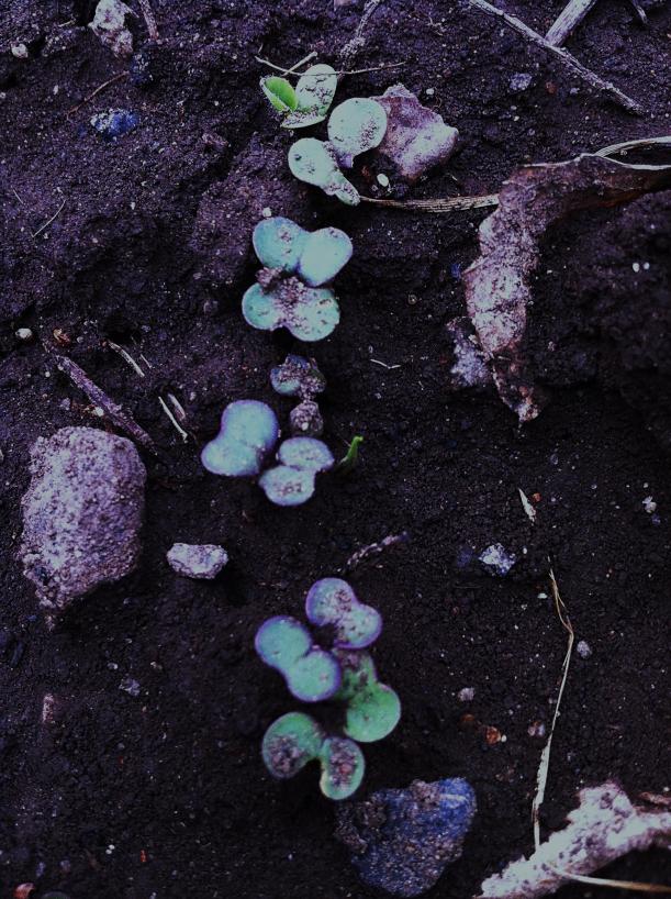 Mother Earth, we love you