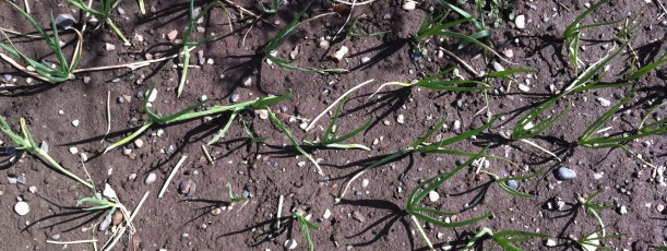 I loved the play of the onion shadows and small alderberry sticks, and such