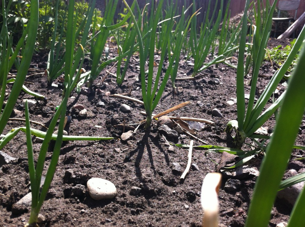 with a green glow all around them