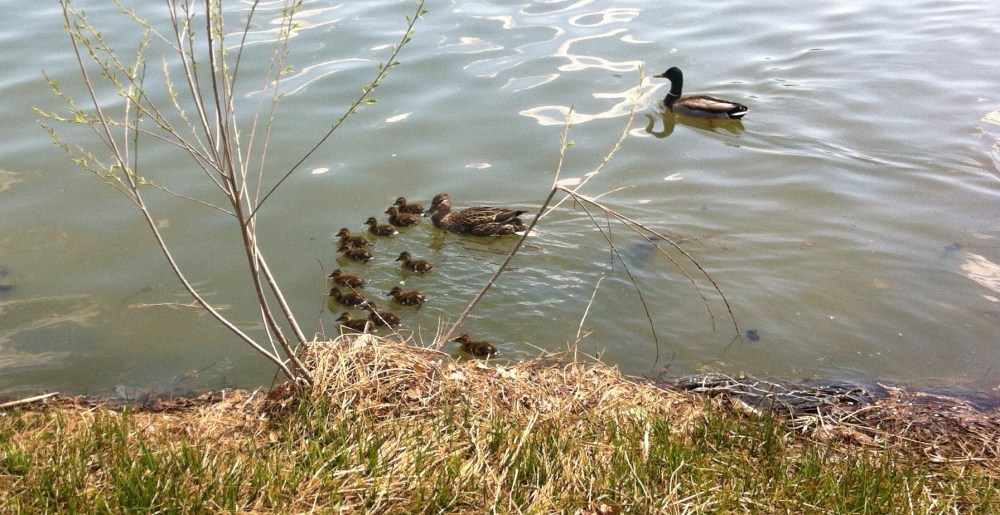 Washington park mallard mama and her twelve ducklings