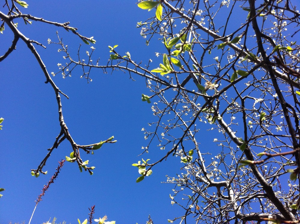 the promise of plums