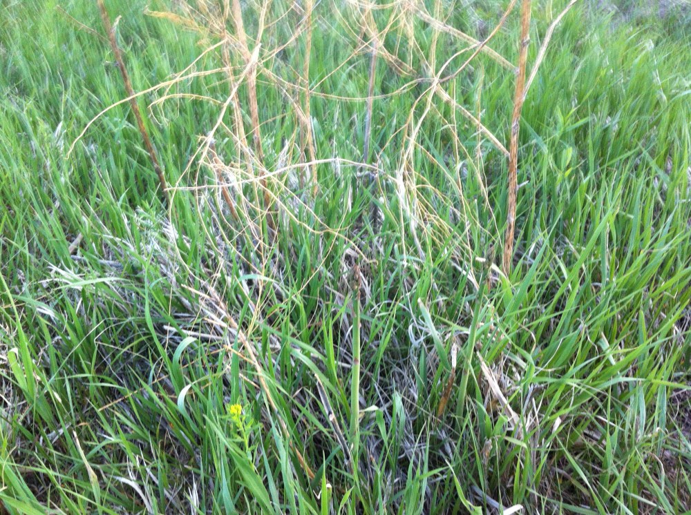 camouflaged to the untrained eye