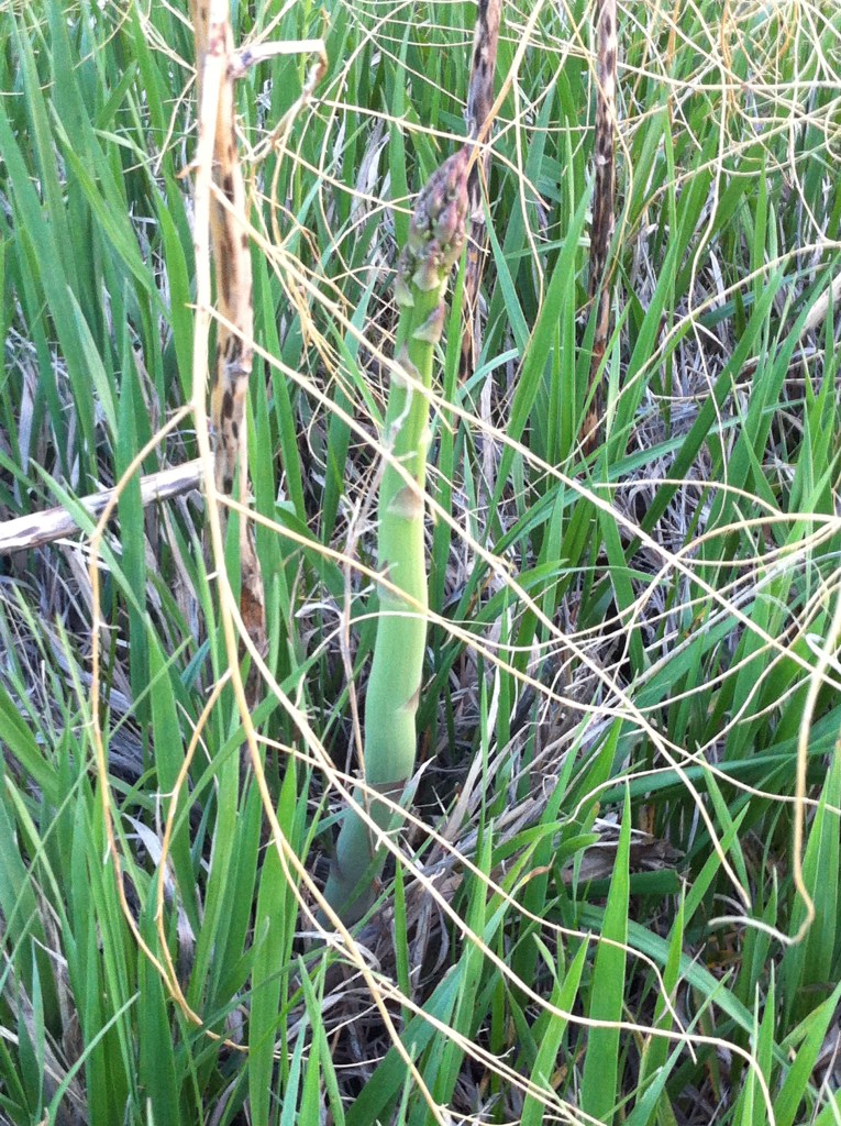 I spy asparagus!