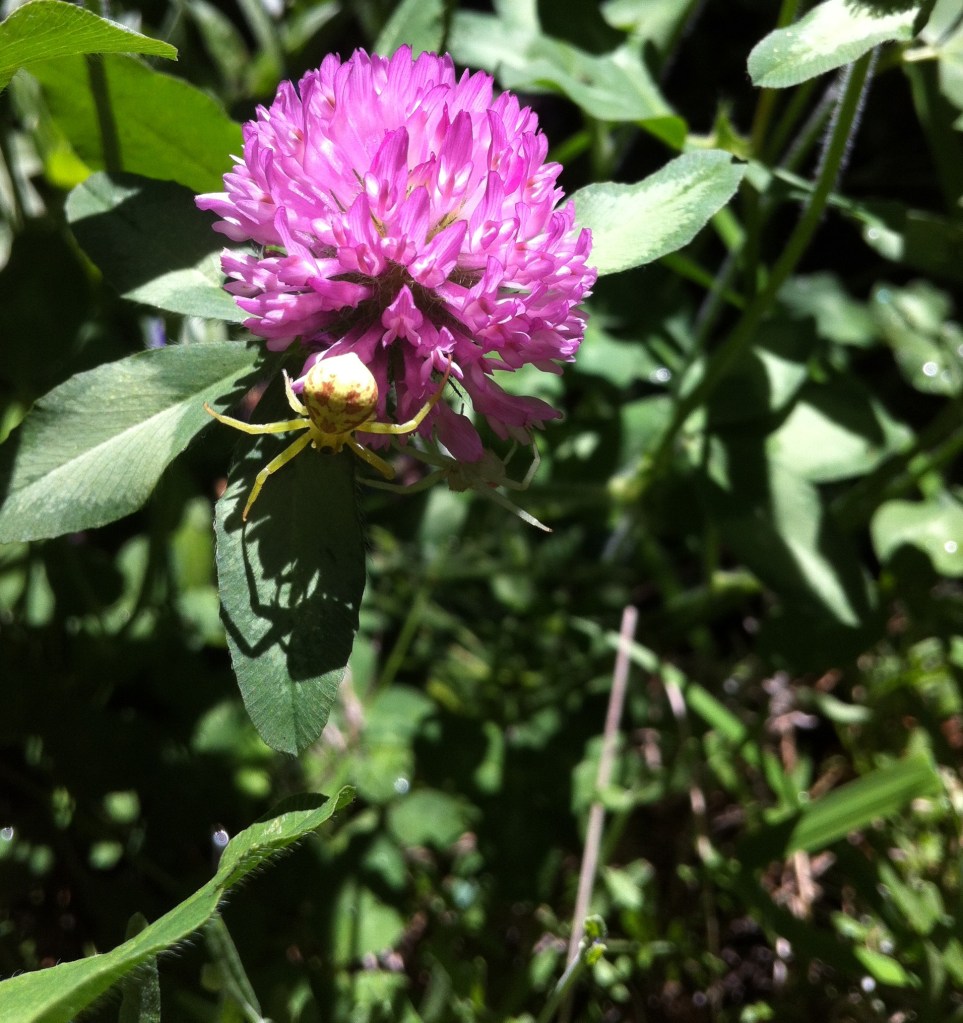 crab spiders spotted on red clover