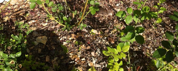 young bunny on his way to my bean plants