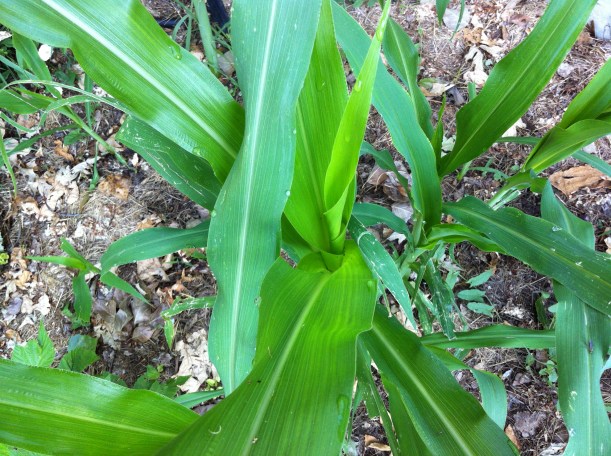 my heirloom "Glass Gem" corn, whose seeds were planted by my friend, after I mailed them to my new home and garden