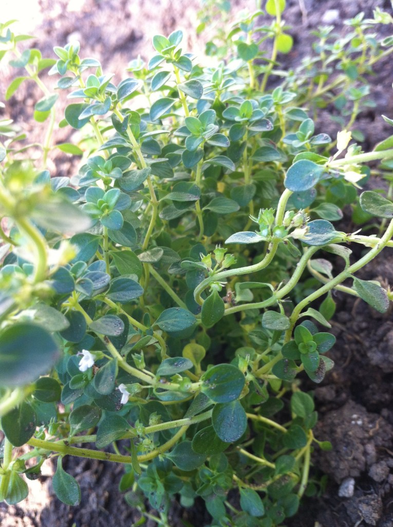 lovely lemon thyme in the new garden