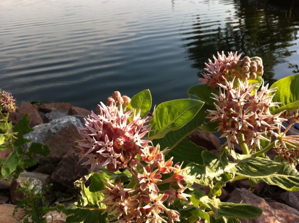 milkweed stars lakeside