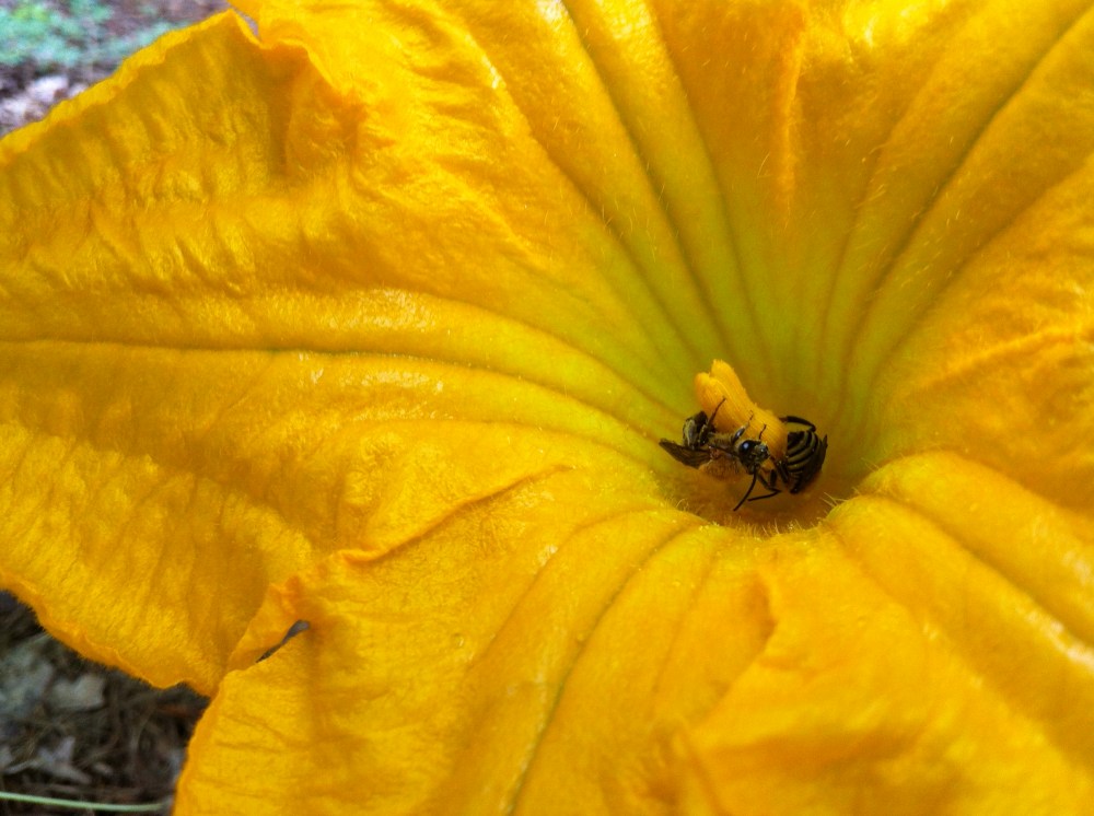 the refuge of a pumpkin flower