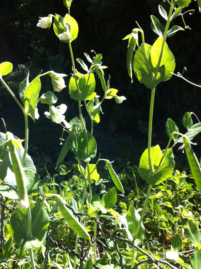 sunlight...through the pea plants...makes me happy