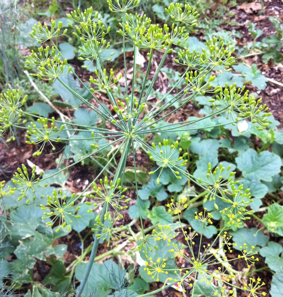 oh-so-fragrant dill (over watermelon plants)